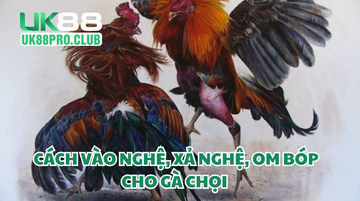 Cách vào nghệ, xả nghệ, om bóp cho gà chọi 