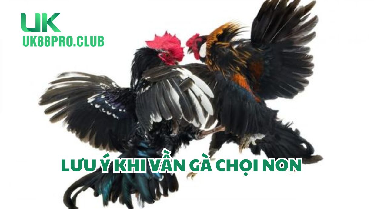 Lưu ý khi vần gà chọi non 