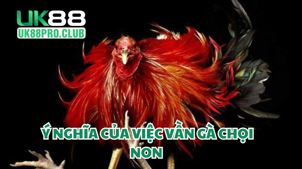 Ý Nghĩa của việc vần gà chọi non